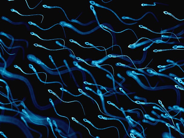 ► 9 фактов о мужской сперме и сперматозоидах, которые стоит узнать всем!