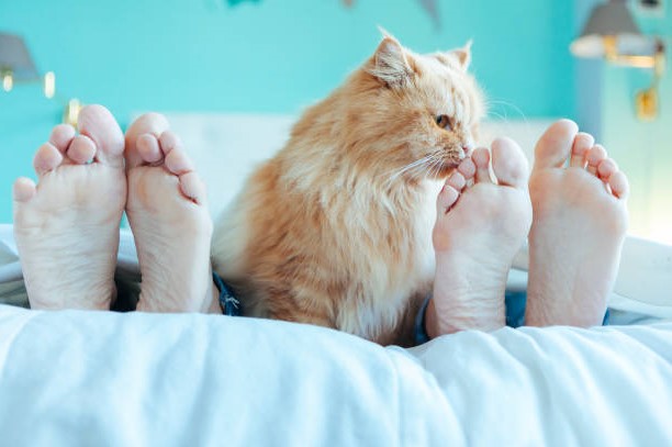 ► Хозяева кошек знают, что когда они занимаются сексом, кошки пристально за ними наблюдают! Рассказываем, почему кошки любят наблюдать за сексом хозяина.