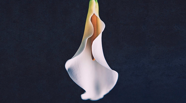 Трендовые интимные операции для женщин