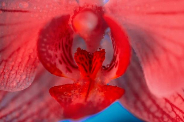 4 важных факта о клиторе, которые нужно знать всем