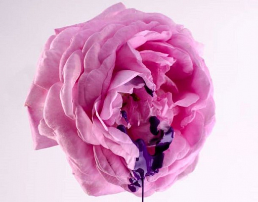 5 причин заниматься сексом во время месячных